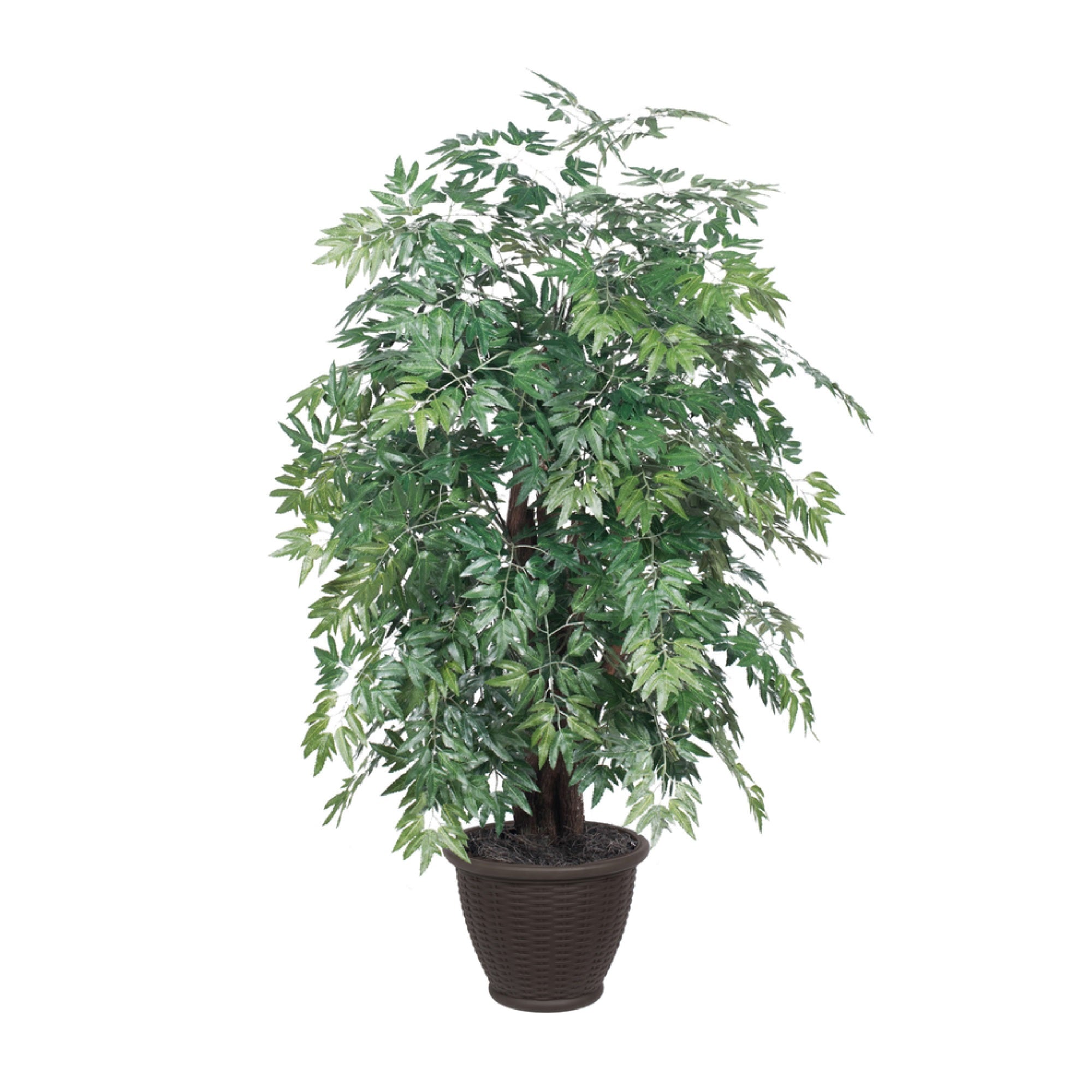 4' Ming Aralia Extra Full in Plastic Con