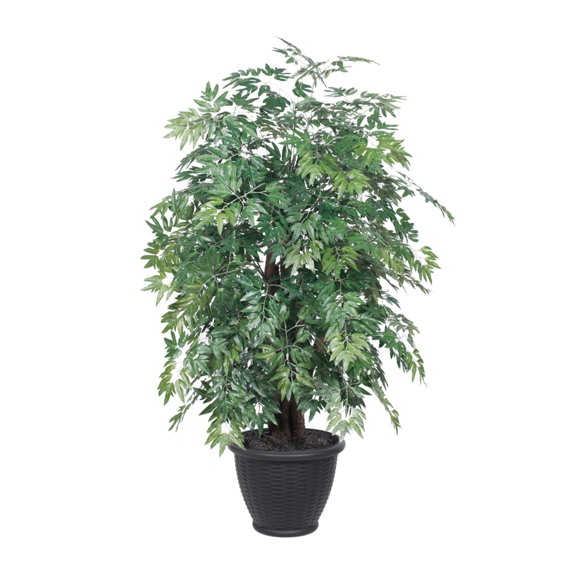 4' Ming Aralia Extra Full in Gray Pot