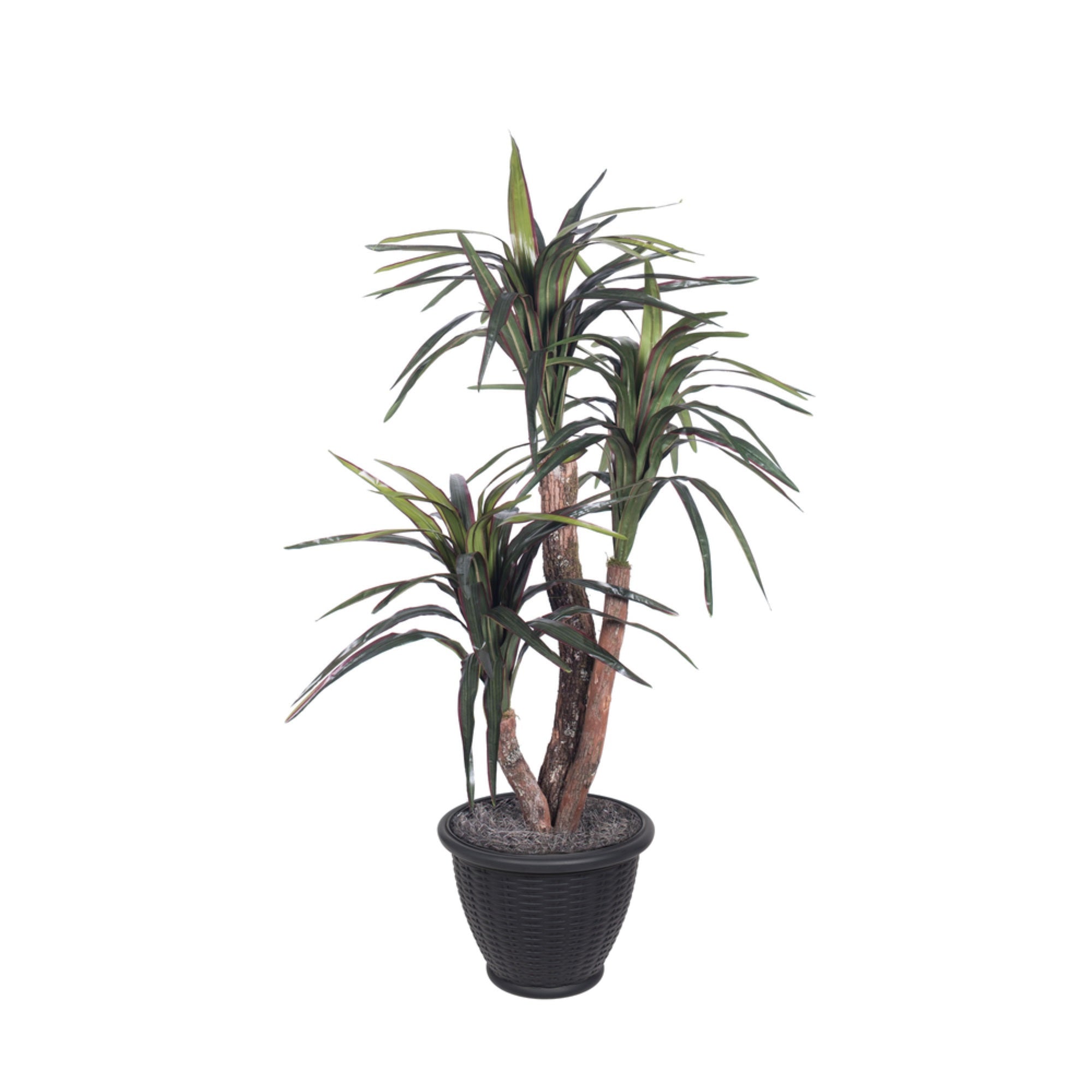 4' Marginata Extra Full in Gray Pot