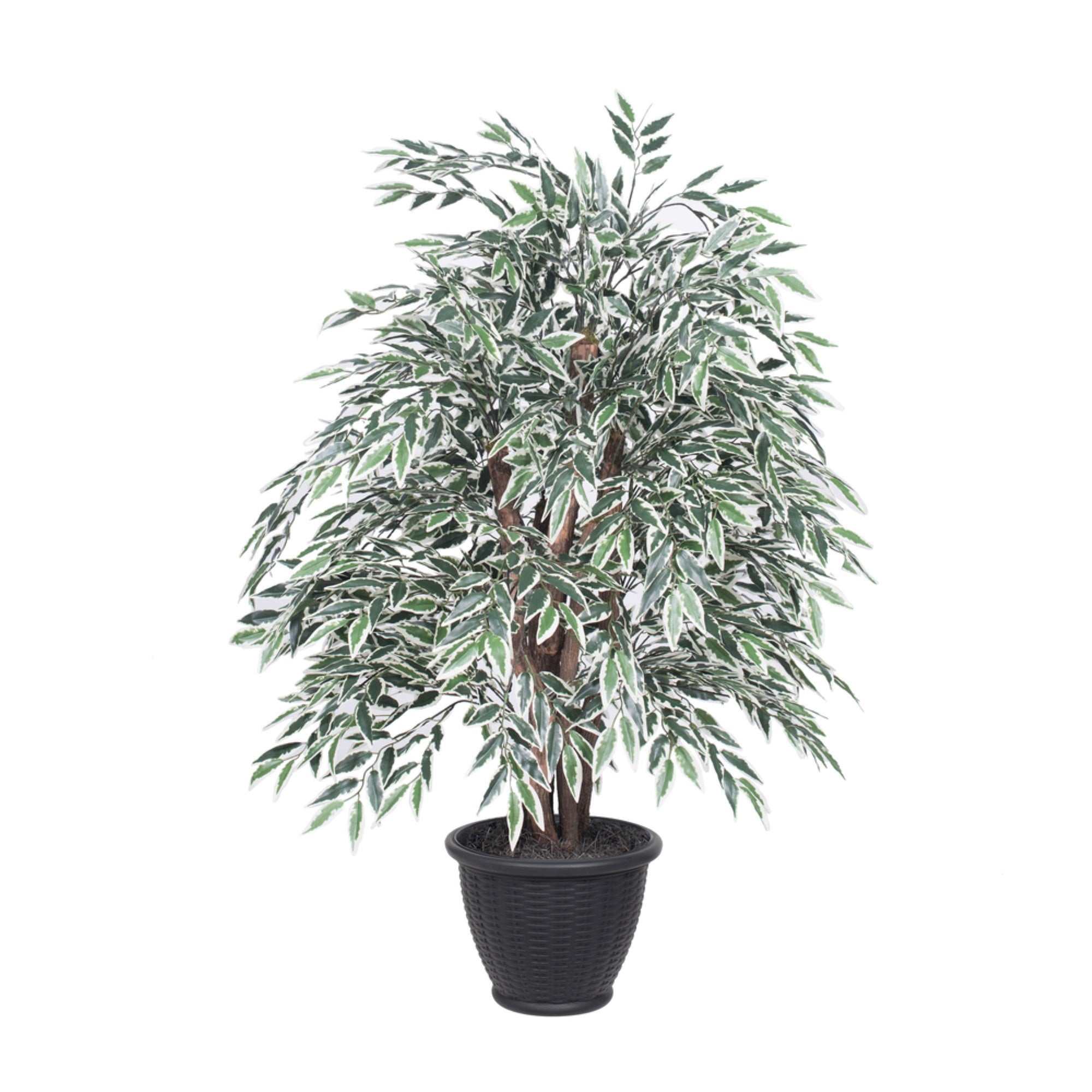 4' Variegated Smilax Extra Full in Pot