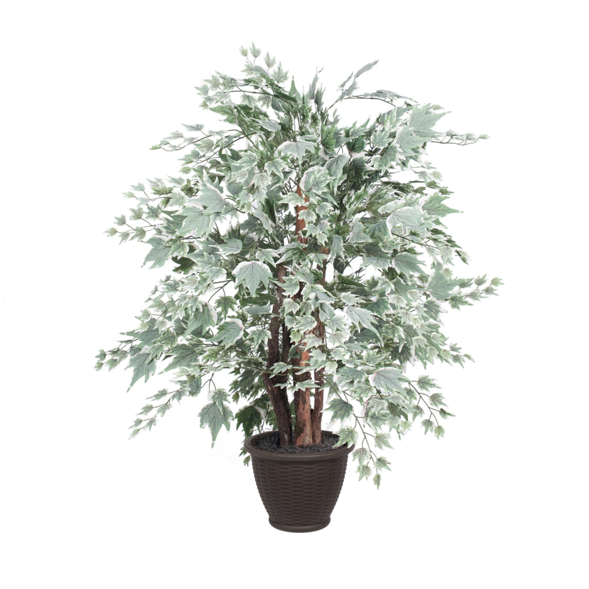 4' Silver Maple Extra Full in Plastic