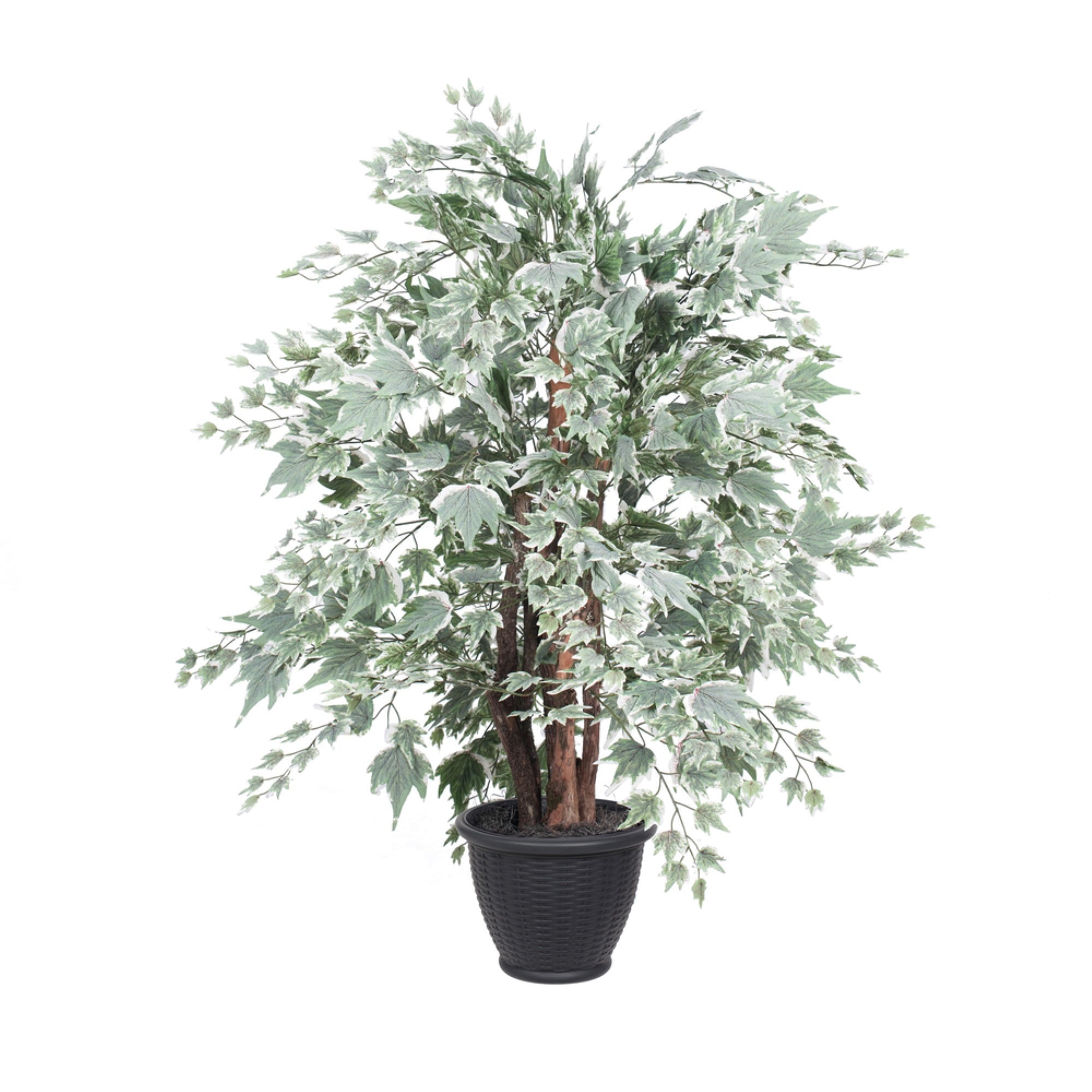 4' Silver Maple Extra Full in Gray Pot