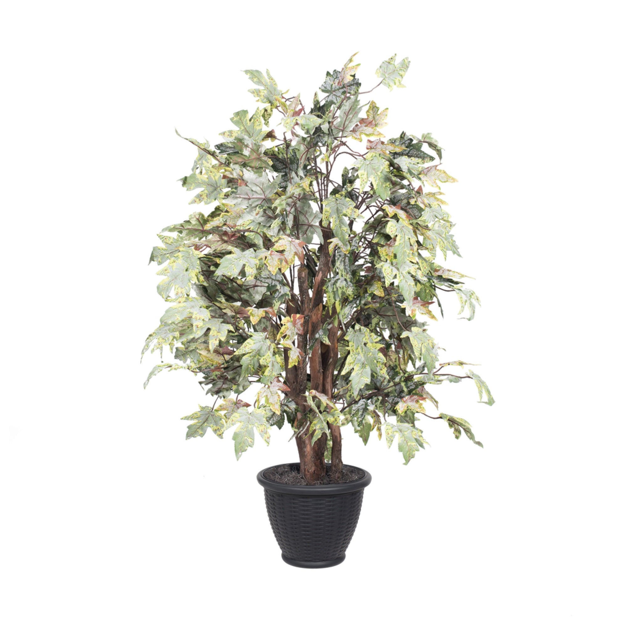 4' Frosted Maple Extra Full in Gray Pot
