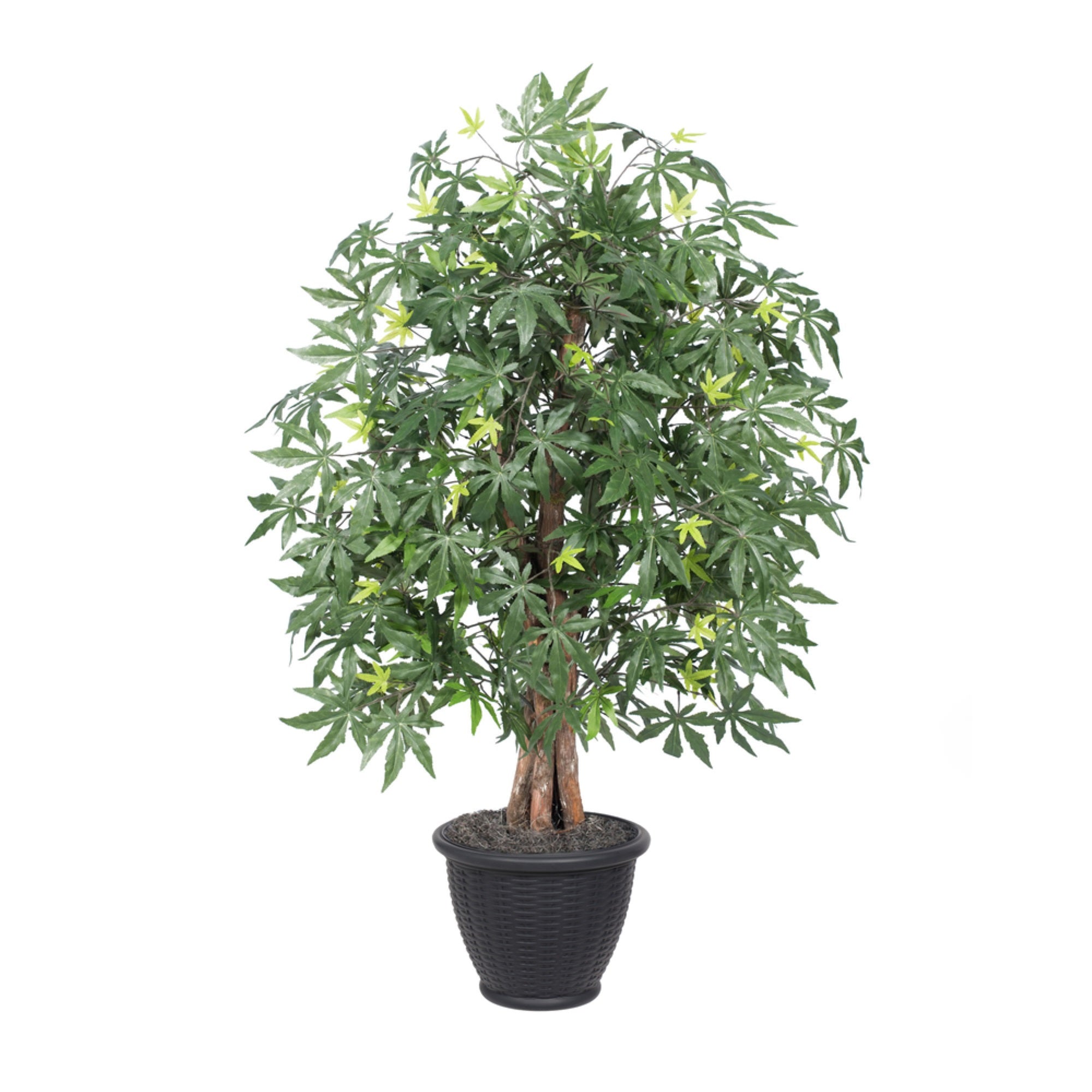 4' Japanese Maple Extra Full in Gray Pot
