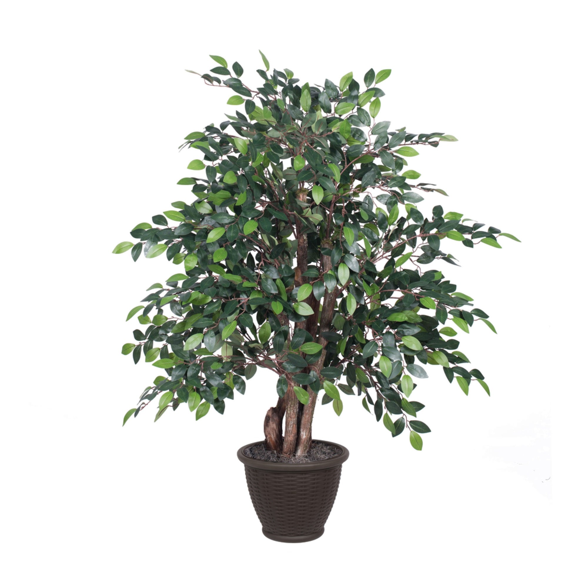 4' Mini Ficus Extra Full in Plastic