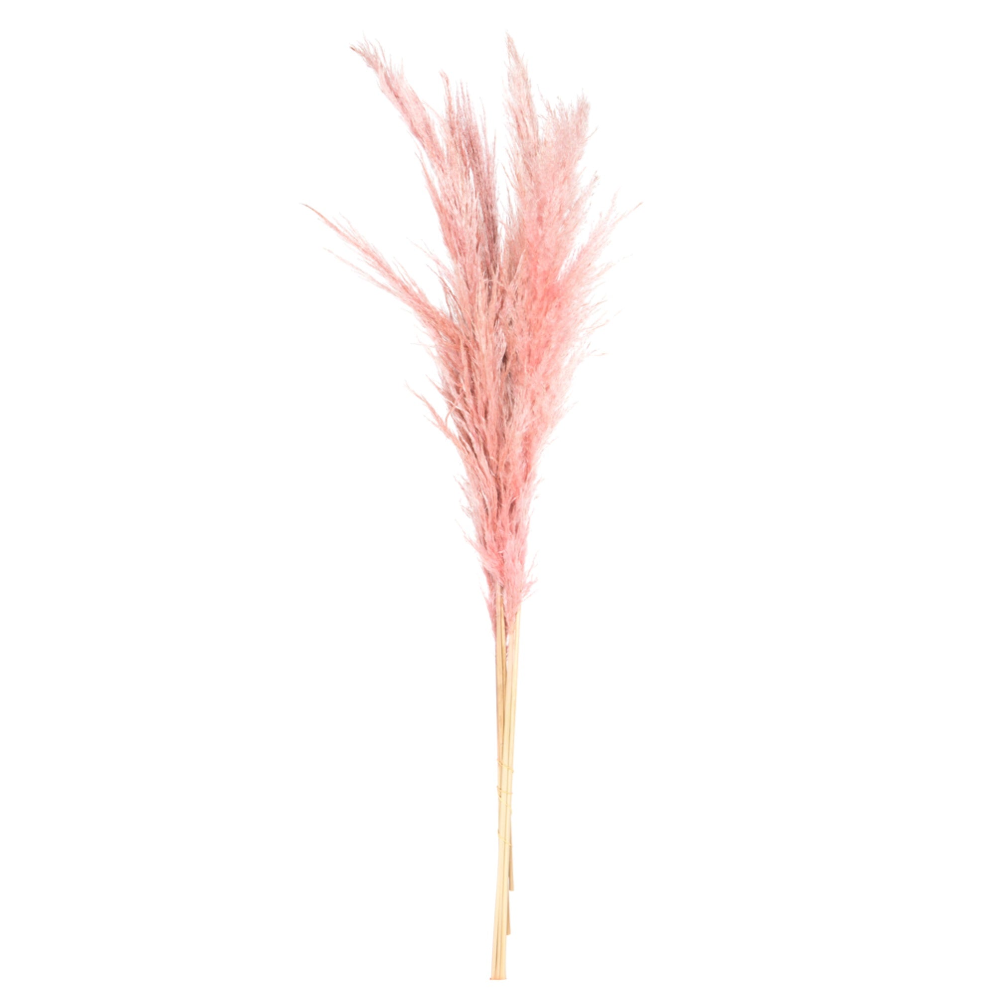 46” Salmon Pampas Grass 6Pk