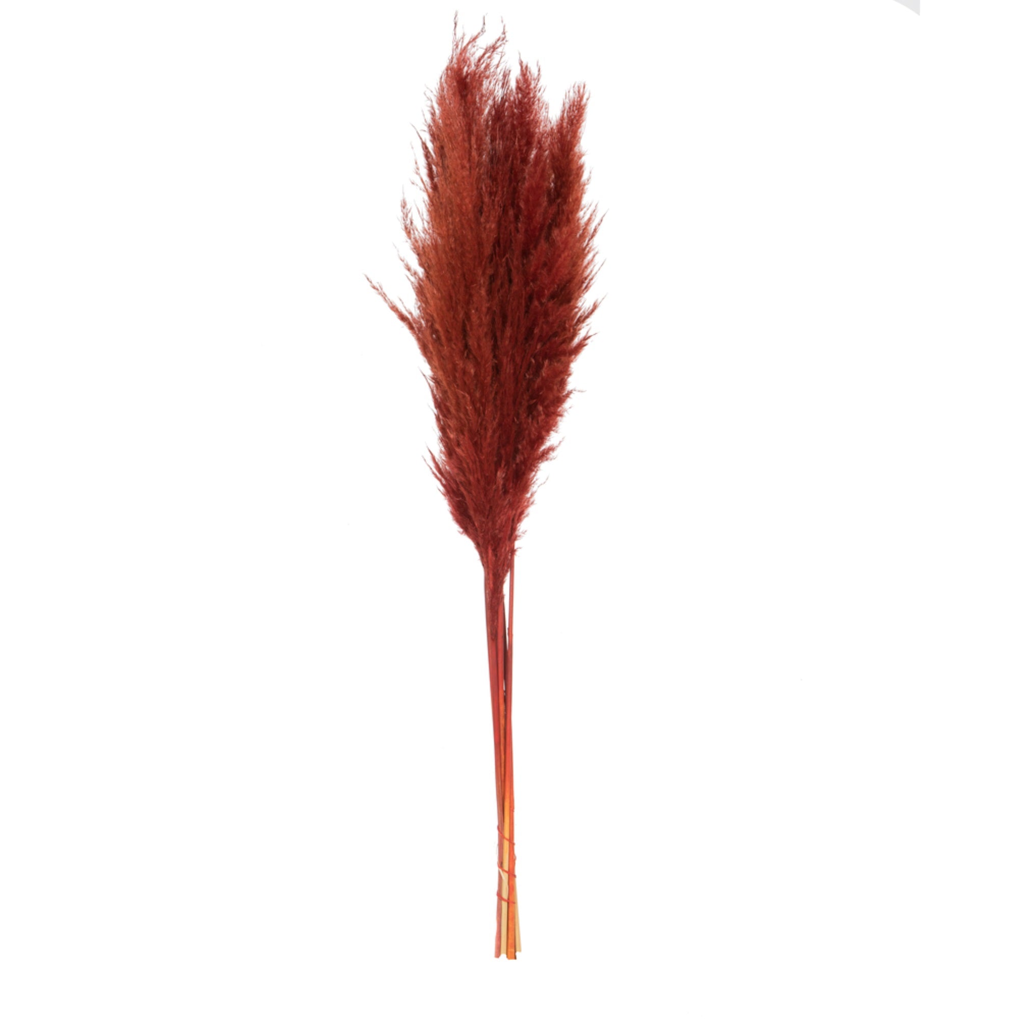 46” Bordeaux Pampas Grass 6Pk