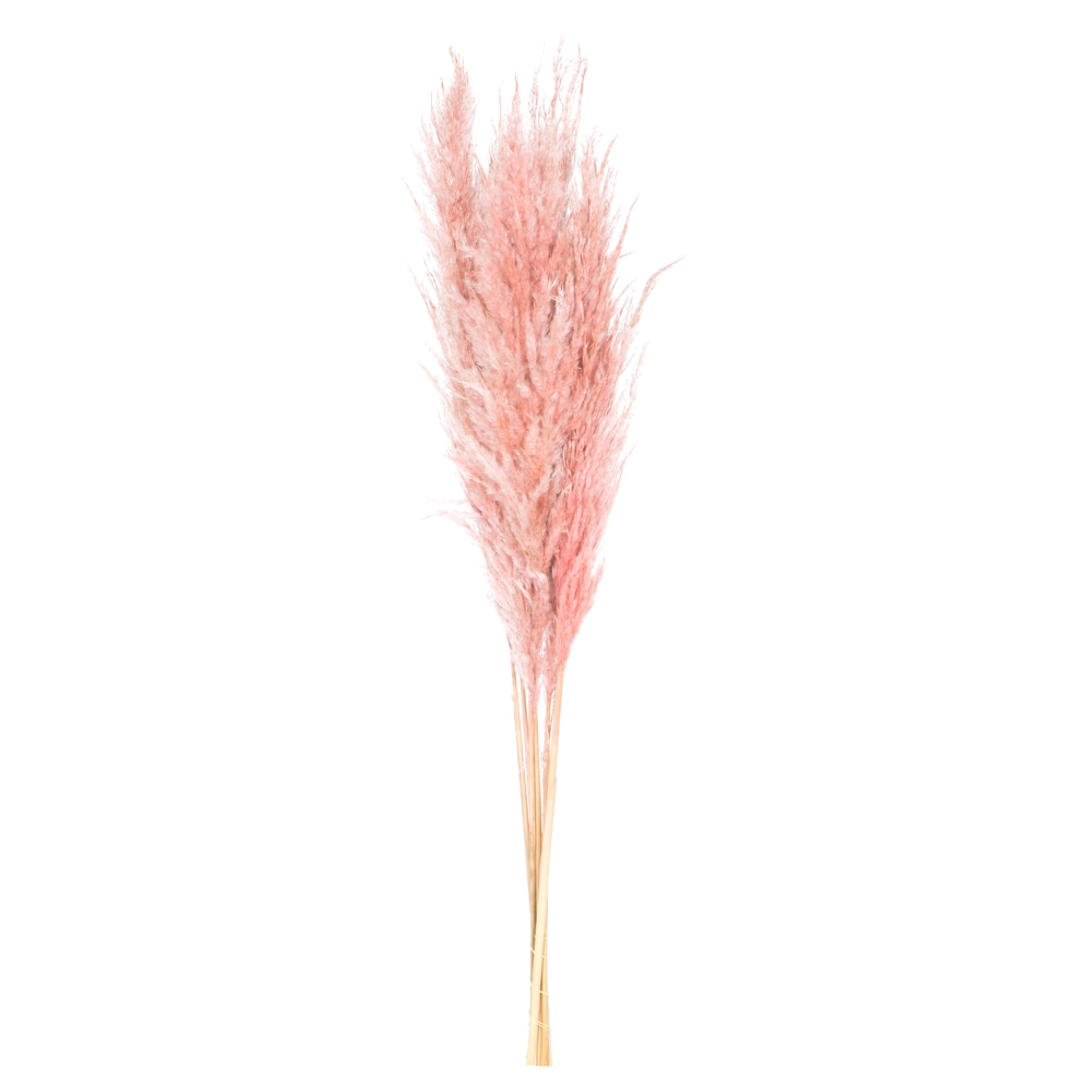 46” Dusty Rose Pampas Grass 6Pk