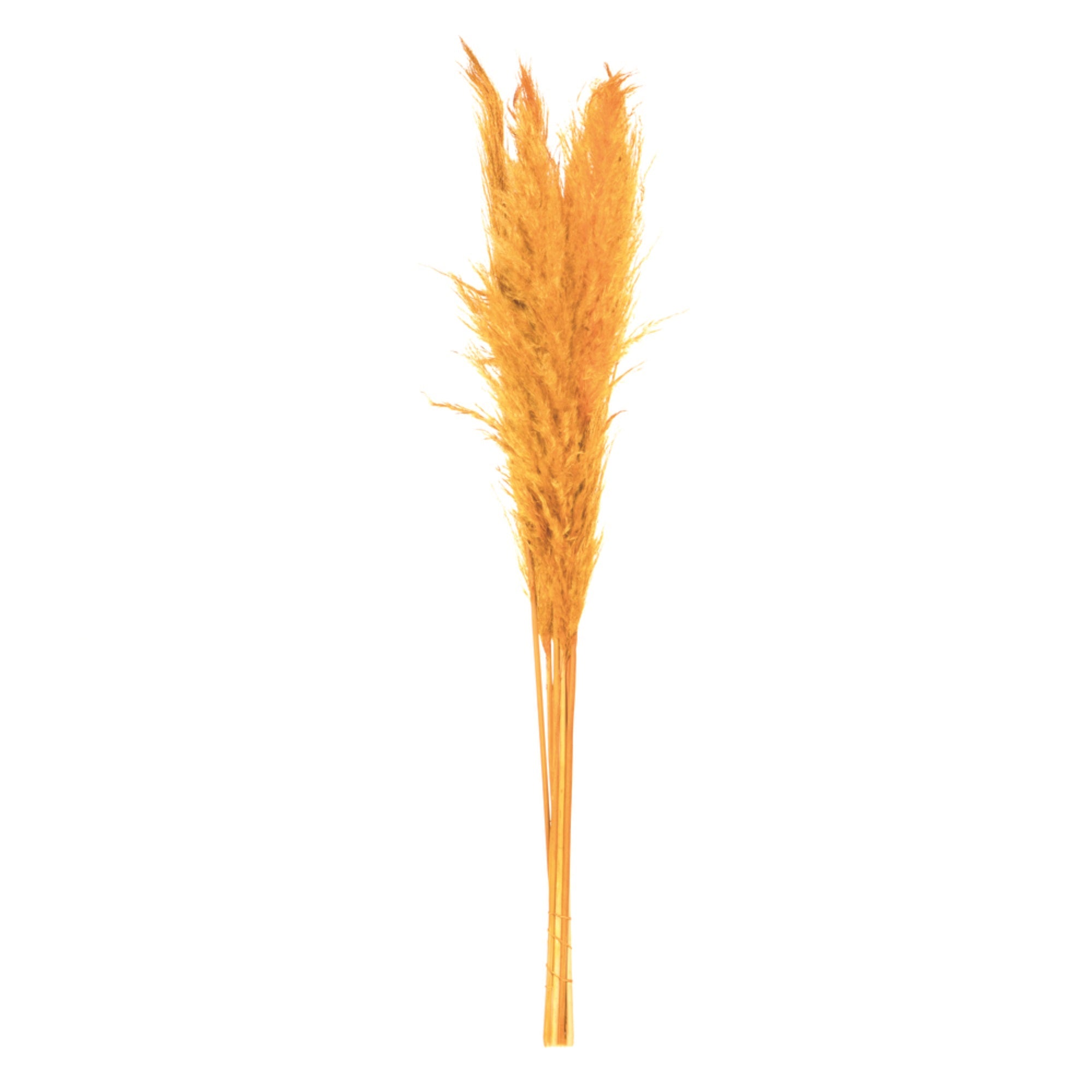 46” Aspen Gold Pampas Grass 6Pk