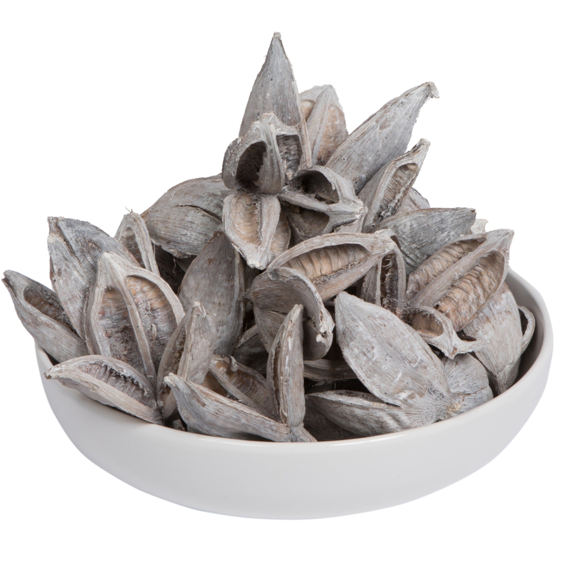 Vickerman 3-4” White Wash Sora Pods 250/Bulk Case - H2SORB900