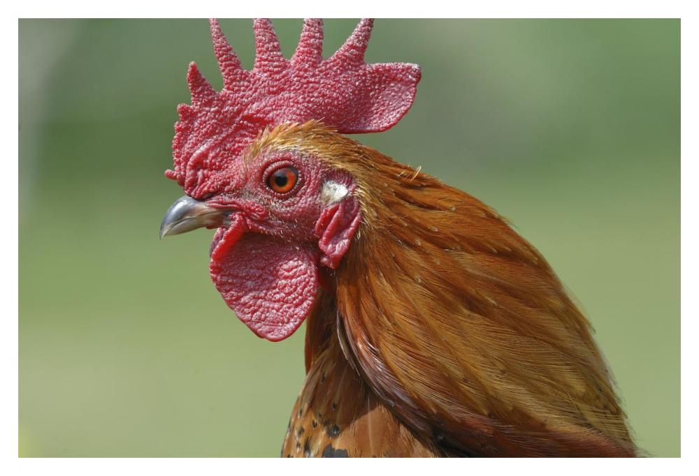 Portrait Of A Cockerel-Paper Art-20X14