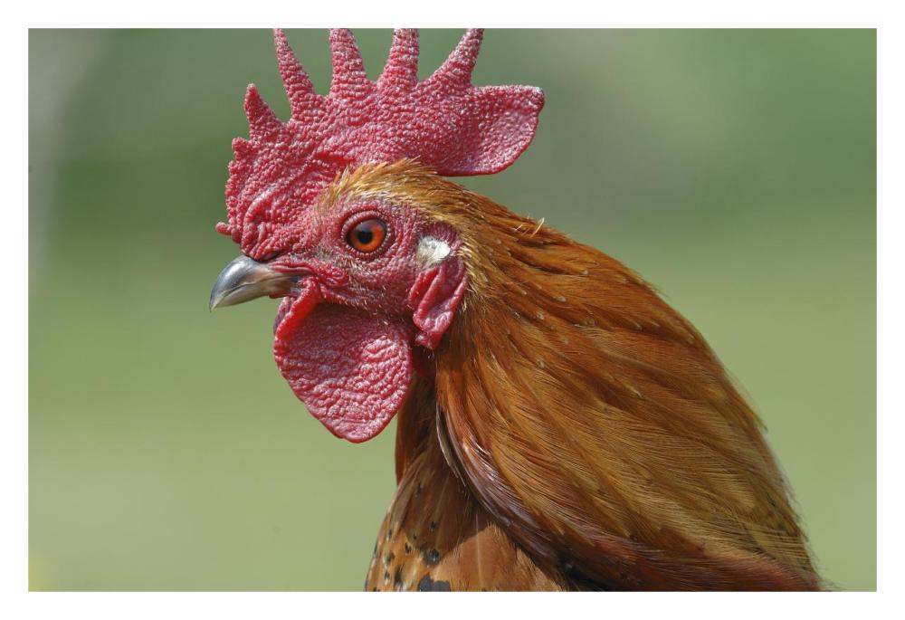 Portrait Of A Cockerel-Paper Art-32X22