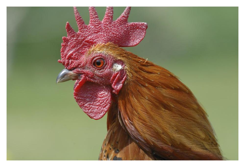 Portrait Of A Cockerel-Paper Art-38X26