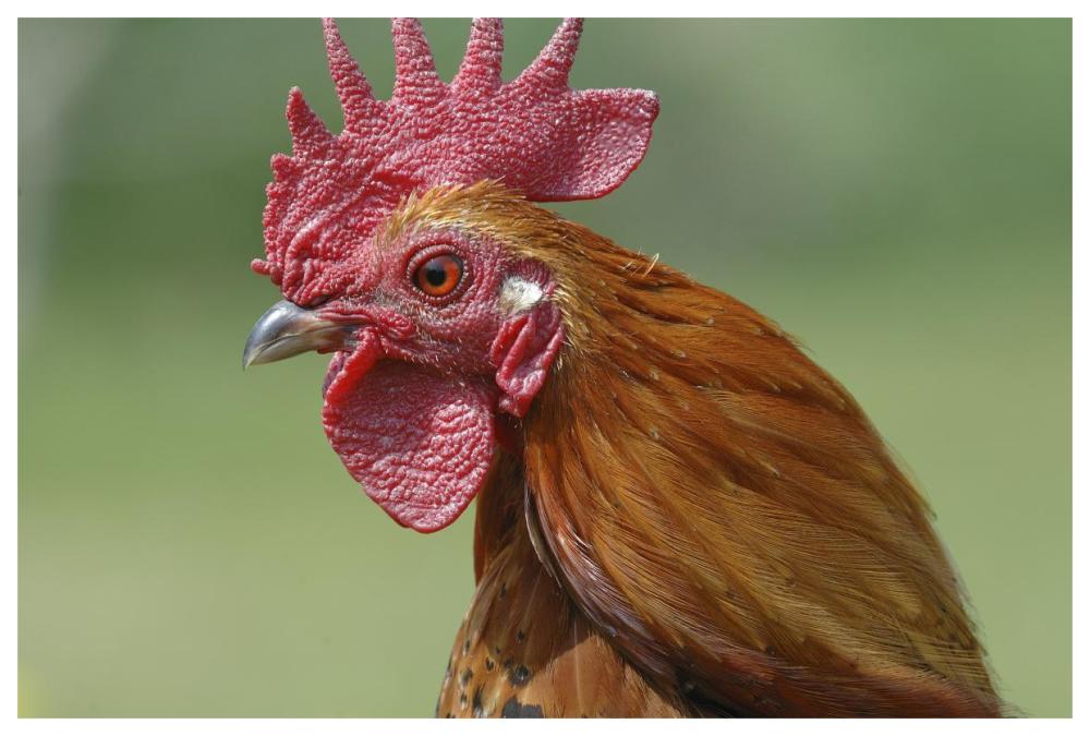 Portrait Of A Cockerel-Paper Art-62X42