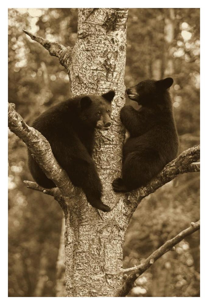 Black Bear Two Cubs In Tree, Orr, Minnesota-Paper Art-14X20