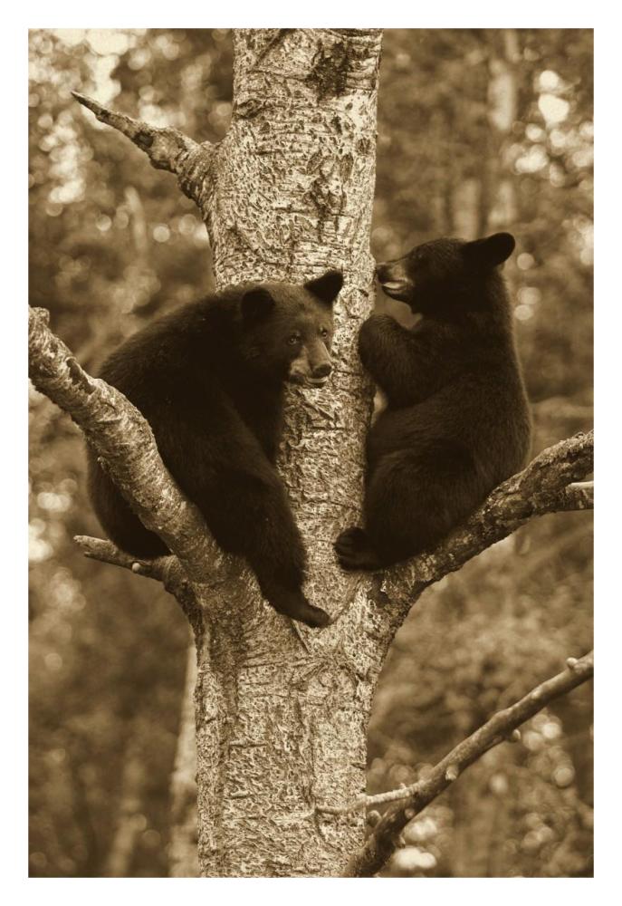 Black Bear Two Cubs In Tree, Orr, Minnesota-Paper Art-22X32