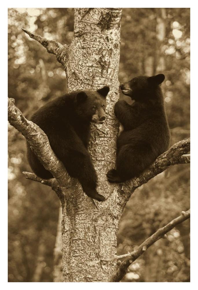 Black Bear Two Cubs In Tree, Orr, Minnesota-Paper Art-26X38