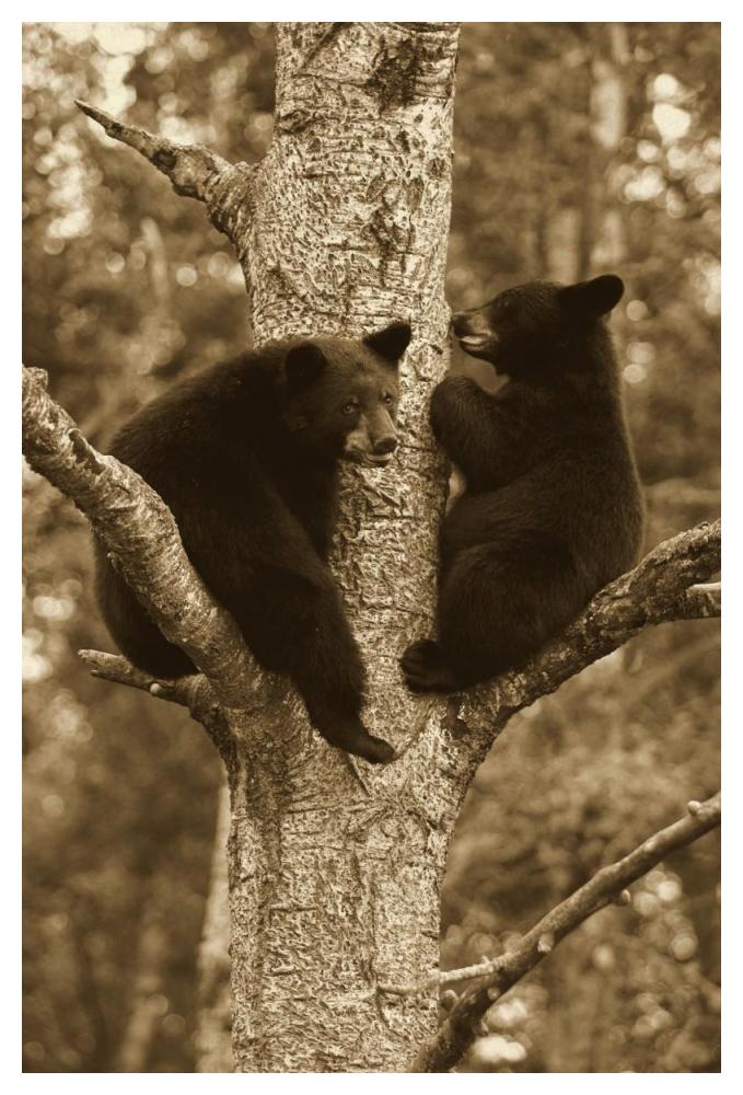 Black Bear Two Cubs In Tree, Orr, Minnesota-Paper Art-34X50