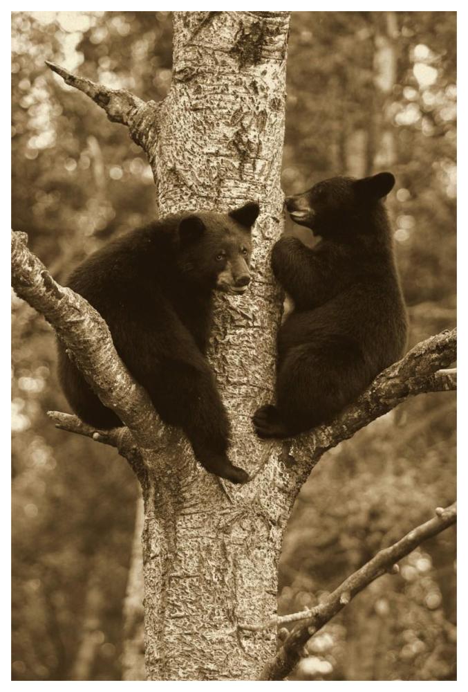 Black Bear Two Cubs In Tree, Orr, Minnesota-Paper Art-42X62