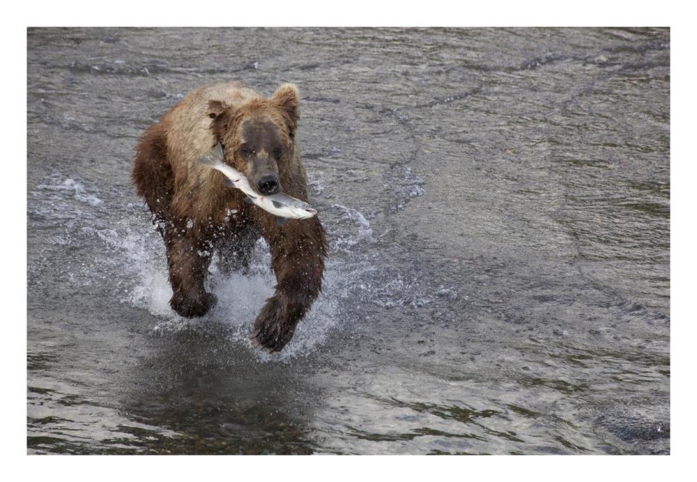 Grizzly Bear Young Male With Sockeye Salmon Prey Along Brooks River, Katmai National Park, Alaska-Paper Art-26X18
