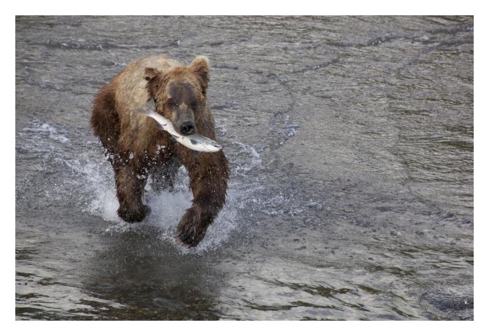 Grizzly Bear Young Male With Sockeye Salmon Prey Along Brooks River, Katmai National Park, Alaska-Paper Art-32X22