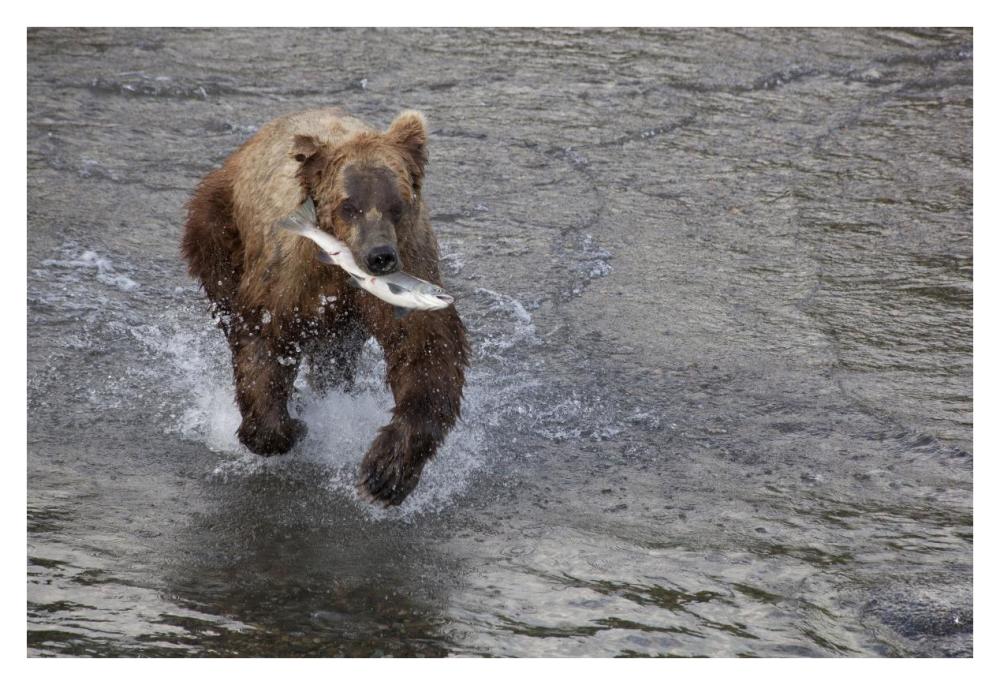 Grizzly Bear Young Male With Sockeye Salmon Prey Along Brooks River, Katmai National Park, Alaska-Paper Art-38X26