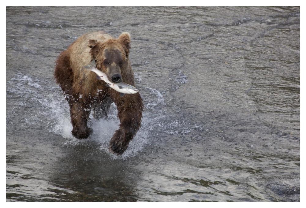 Grizzly Bear Young Male With Sockeye Salmon Prey Along Brooks River, Katmai National Park, Alaska-Paper Art-50X34