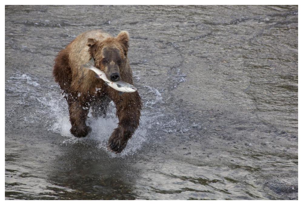 Grizzly Bear Young Male With Sockeye Salmon Prey Along Brooks River, Katmai National Park, Alaska-Paper Art-62X42