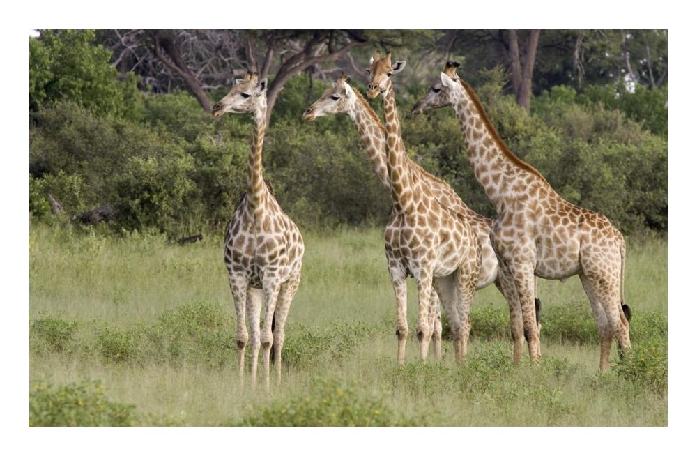 Giraffe Group, Linyanti River, Botswana-Paper Art-24X15.6
