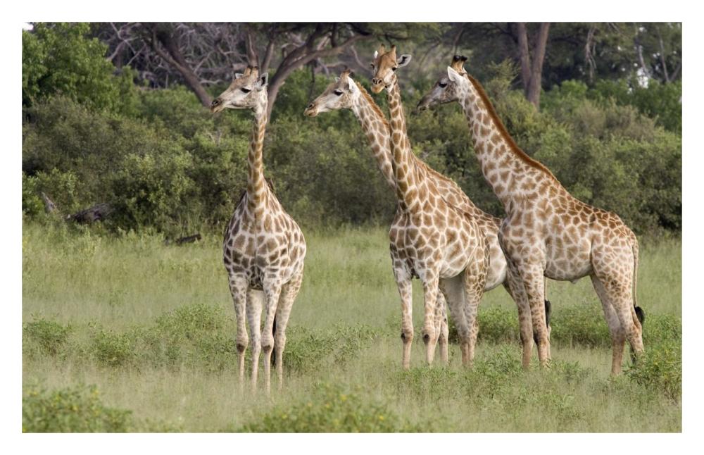Giraffe Group, Linyanti River, Botswana-Paper Art-32X20.6