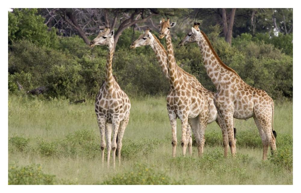 Giraffe Group, Linyanti River, Botswana-Paper Art-38X24.3