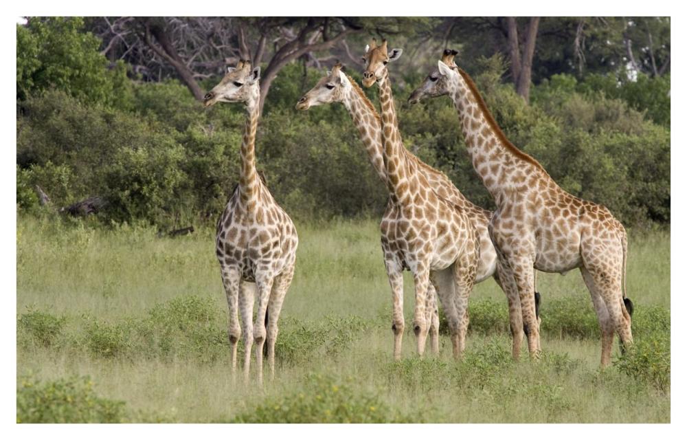 Giraffe Group, Linyanti River, Botswana-Paper Art-42X26.8