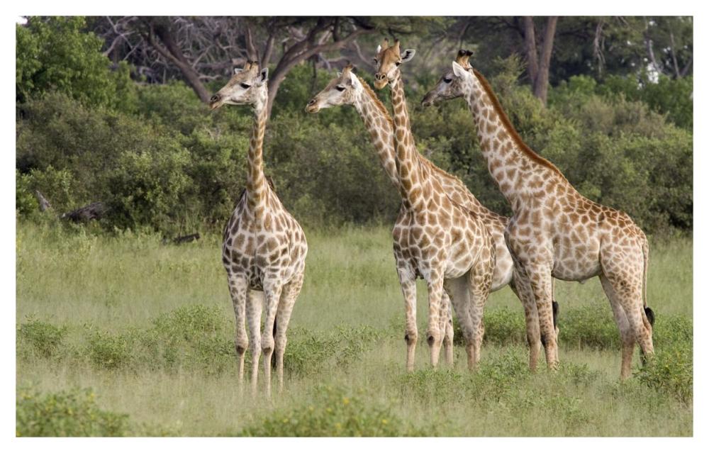 Giraffe Group, Linyanti River, Botswana-Paper Art-46X29.3