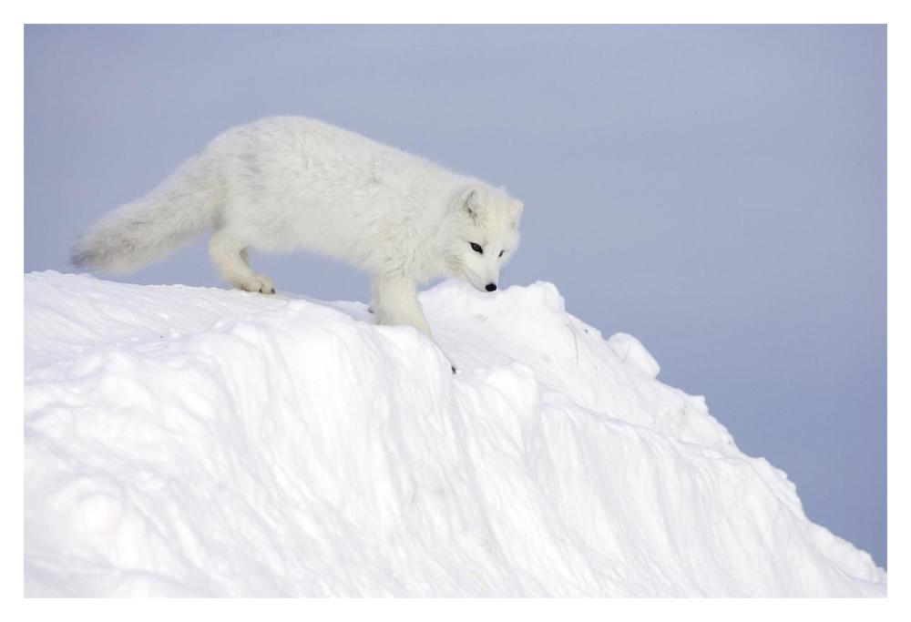 Arctic Fox On Snow Drift, Tundra, Arctic-Paper Art-20X14