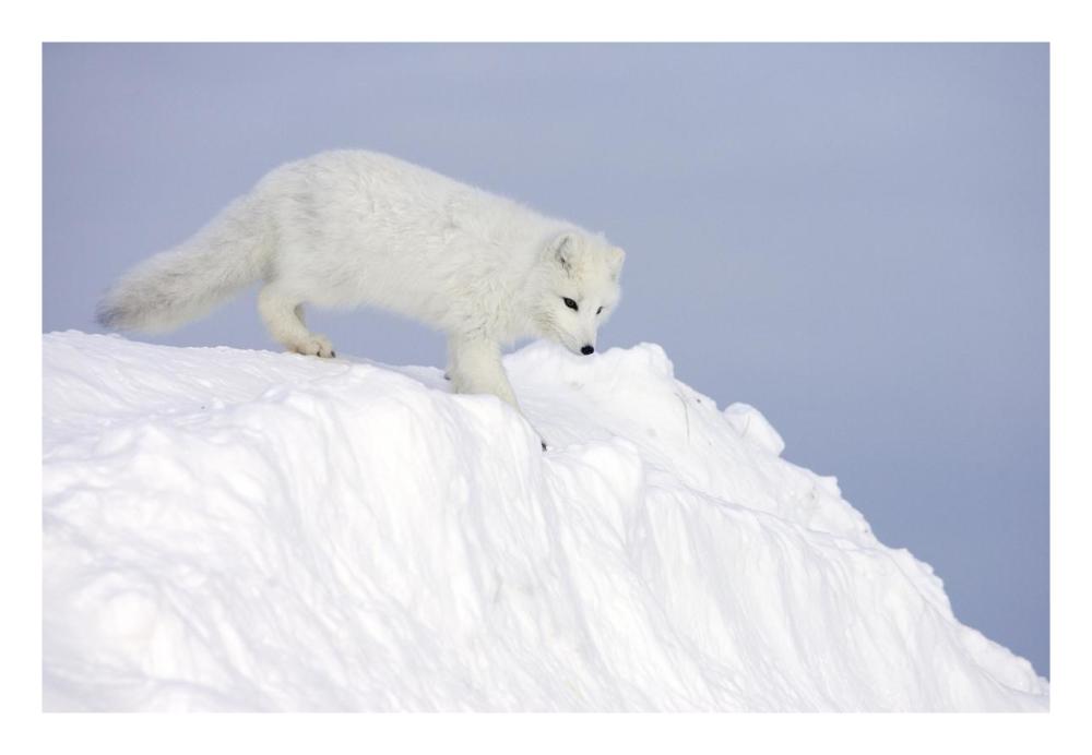 Arctic Fox On Snow Drift, Tundra, Arctic-Paper Art-26X18