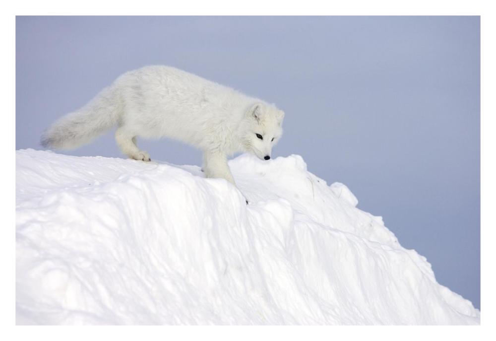 Arctic Fox On Snow Drift, Tundra, Arctic-Paper Art-32X22