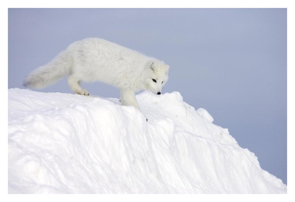 Arctic Fox On Snow Drift, Tundra, Arctic-Paper Art-38X26