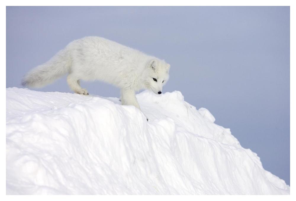 Arctic Fox On Snow Drift, Tundra, Arctic-Paper Art-50X34
