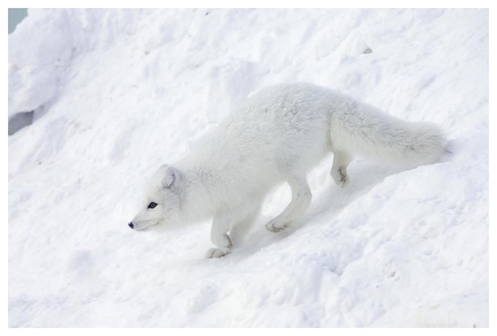 Arctic Fox On Snow Drift, Tundra, Arctic-Paper Art-62X42