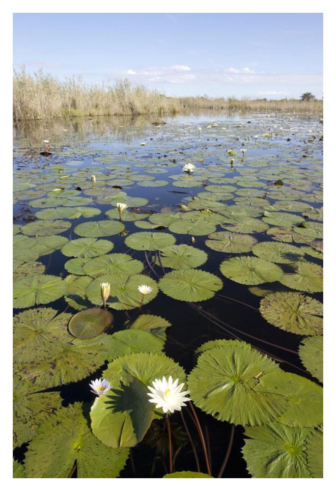 Water Lily Flowering, Okavango Delta, Botswana-Paper Art-14X20