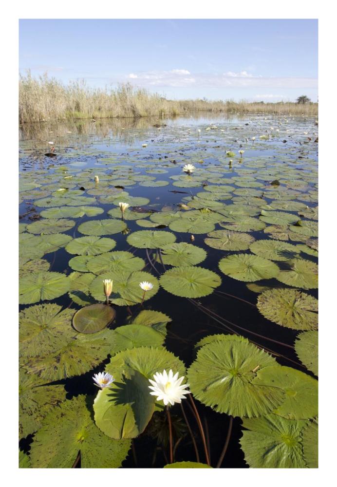 Water Lily Flowering, Okavango Delta, Botswana-Paper Art-18X26