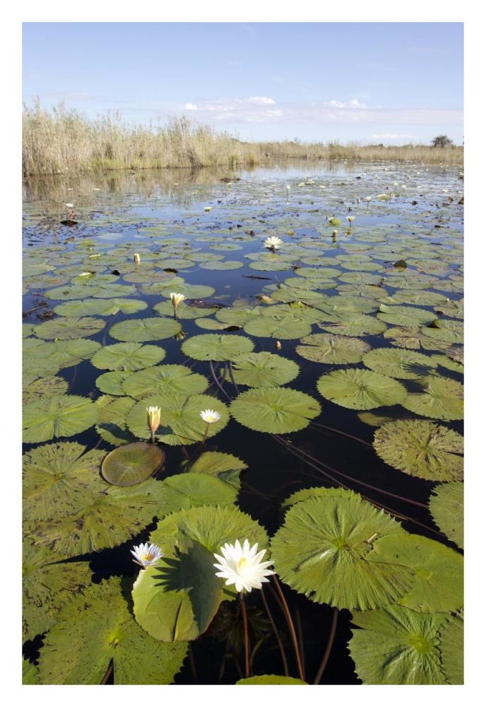 Water Lily Flowering, Okavango Delta, Botswana-Paper Art-22X32
