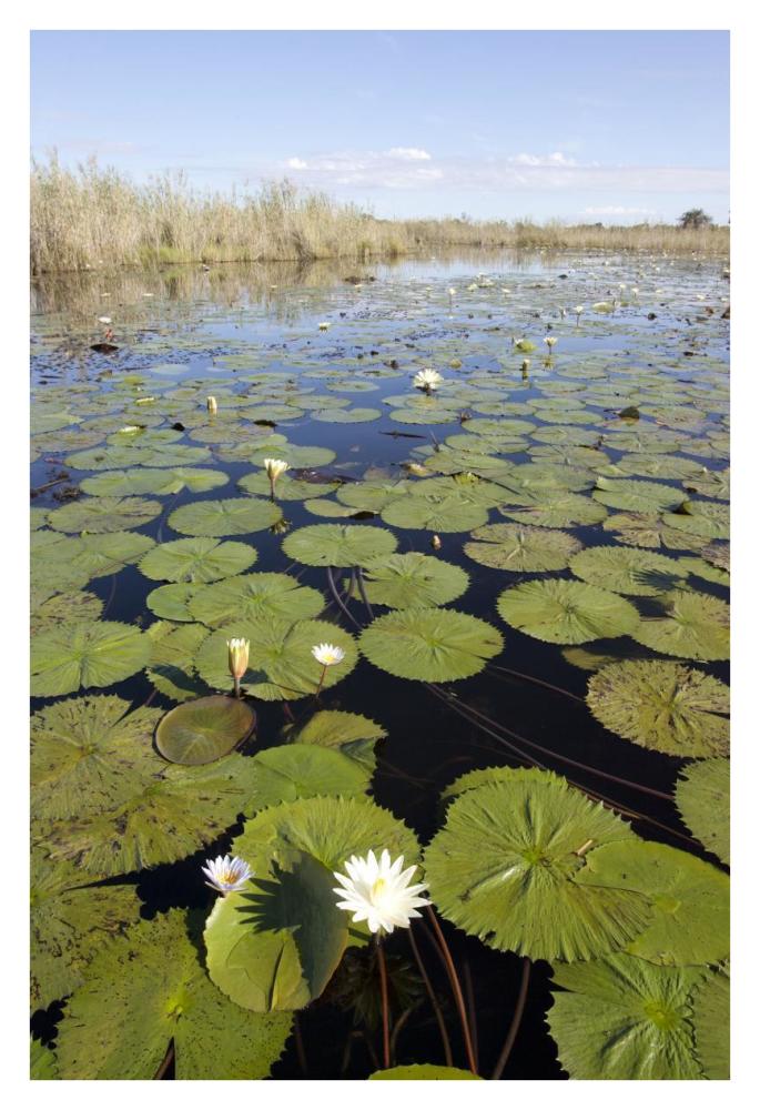Water Lily Flowering, Okavango Delta, Botswana-Paper Art-26X38