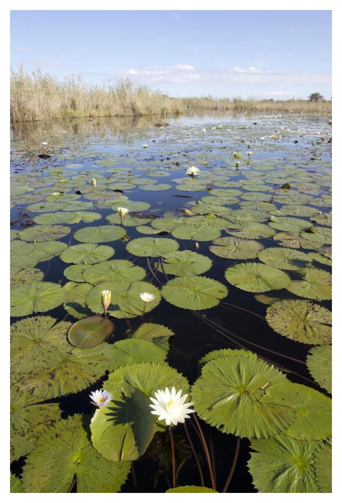 Water Lily Flowering, Okavango Delta, Botswana-Paper Art-34X50