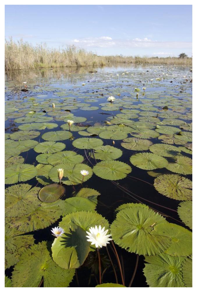 Water Lily Flowering, Okavango Delta, Botswana-Paper Art-42X62