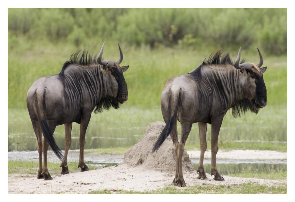 Blue Wildebeest Pair, Okavango Delta, Botswana-Paper Art-20X14