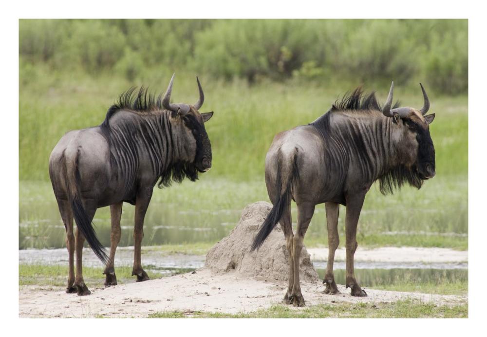 Blue Wildebeest Pair, Okavango Delta, Botswana-Paper Art-26X18