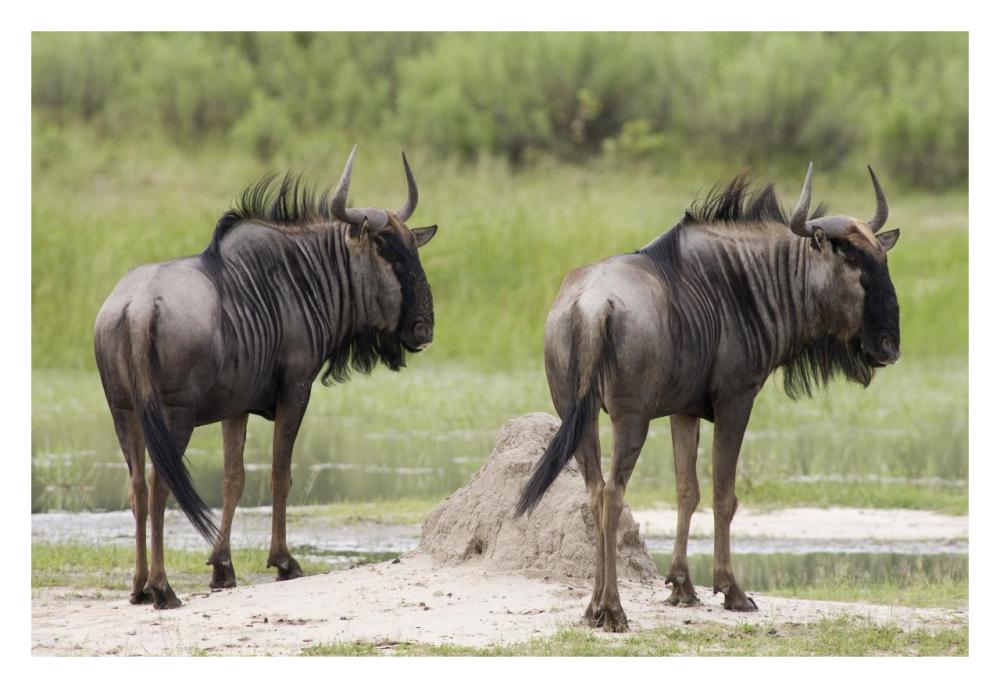 Blue Wildebeest Pair, Okavango Delta, Botswana-Paper Art-32X22