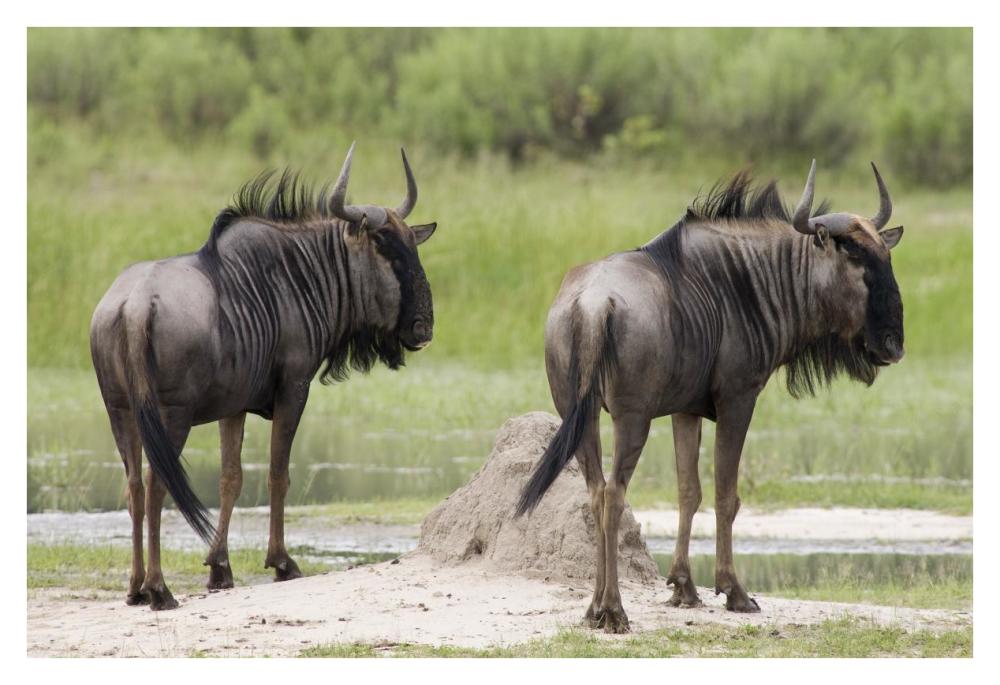 Blue Wildebeest Pair, Okavango Delta, Botswana-Paper Art-38X26