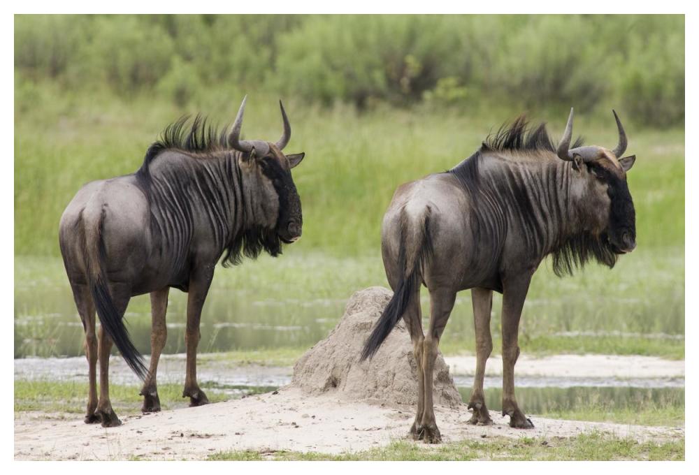 Blue Wildebeest Pair, Okavango Delta, Botswana-Paper Art-50X34